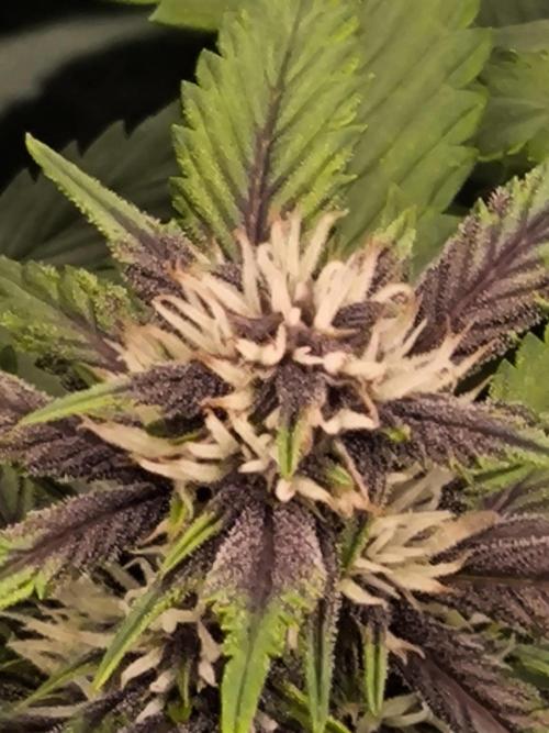 Fast Buds Banana Purple Punch RF3. Week 8