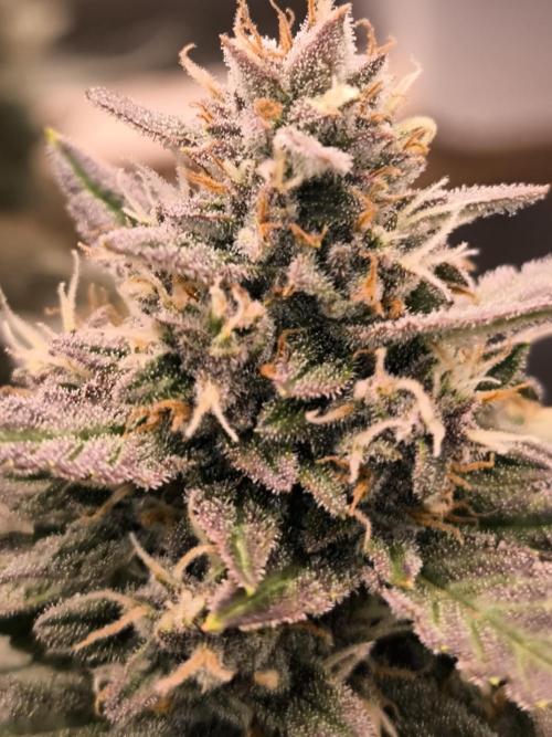 Fast Buds Banana Purple Punch RF3. Week 11