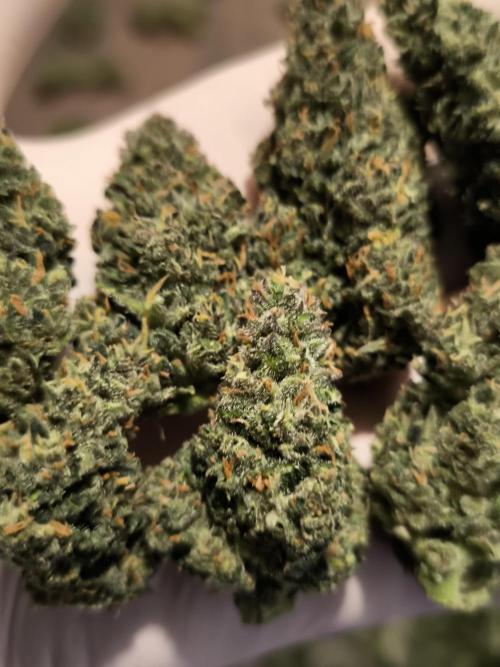 Fast Buds Banana Purple Punch RF3. Week 11