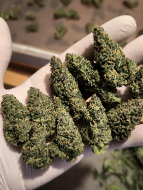 Fast Buds Banana Purple Punch RF3. Week 11