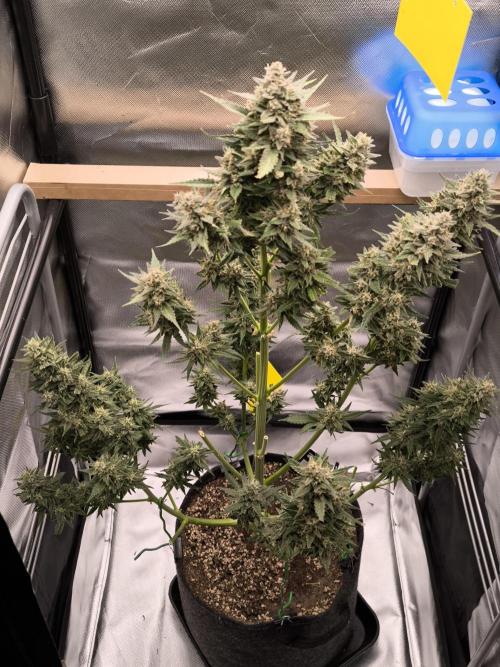 Fast Buds Banana Purple Punch RF3. Week 11