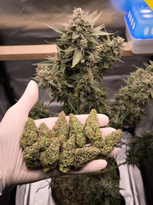 Fast Buds Banana Purple Punch RF3. Week 11