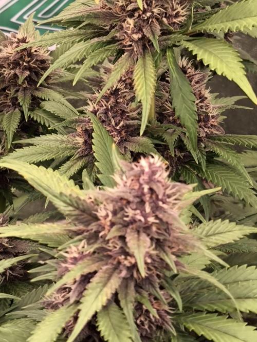 Fast Buds Banana Purple Punch RF3. Week 11