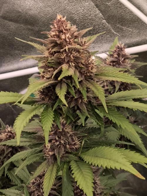 Fast Buds Banana Purple Punch RF3. Week 11