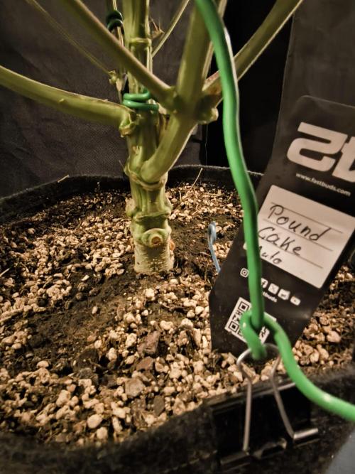 Fast Buds Pound Cake . Week 13