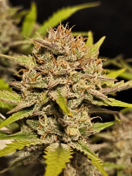 Fast Buds Pound Cake . Week 13