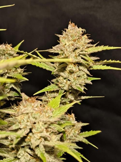 Fast Buds Pound Cake . Week 13