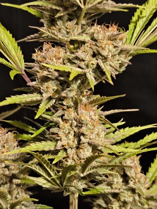 Fast Buds Pound Cake . Week 13