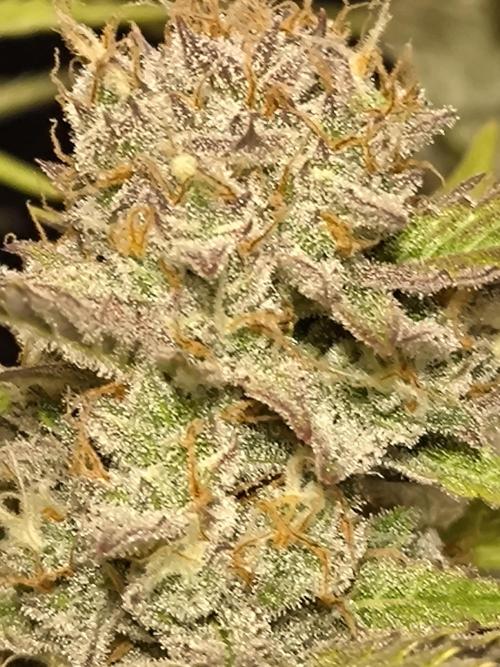 Fast Buds Pound Cake . Week 13