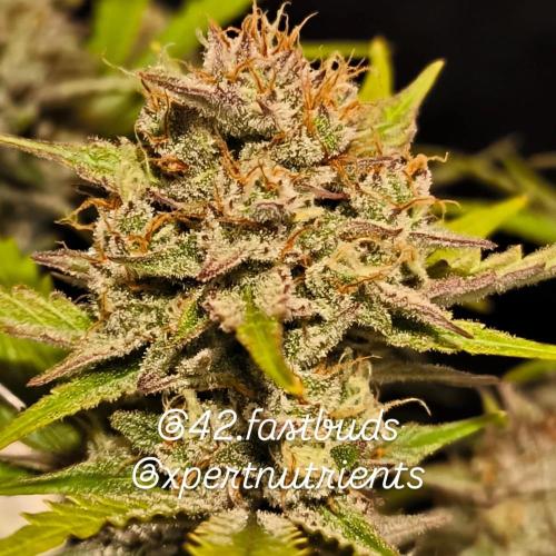 Fast Buds Pound Cake . Week 13