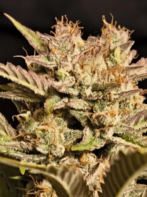 Fast Buds Pound Cake . Week 13