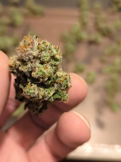 Fast Buds Pound Cake . Week 13