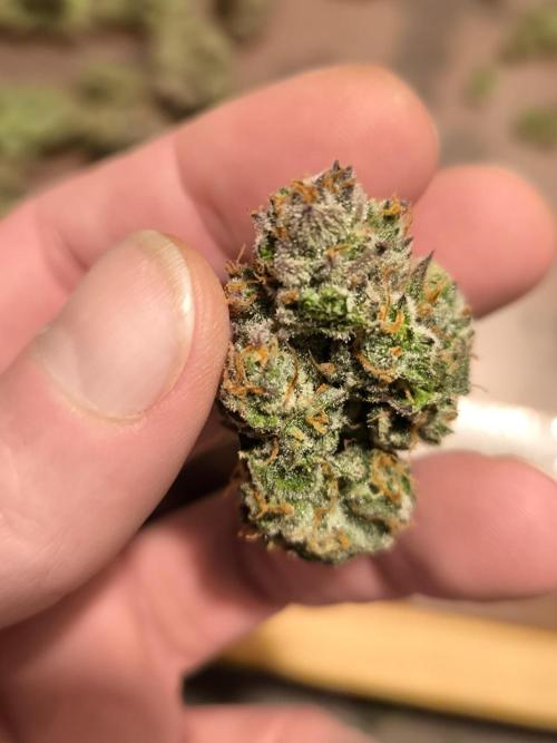 Fast Buds Pound Cake . Week 13