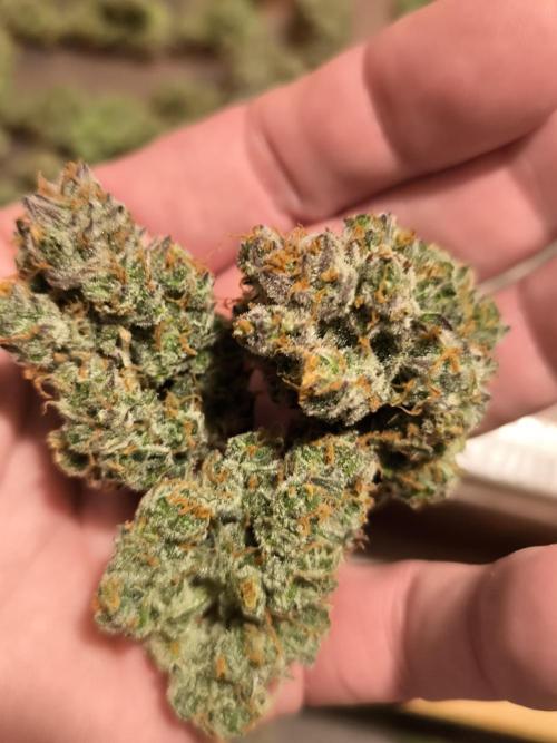 Fast Buds Pound Cake . Week 13