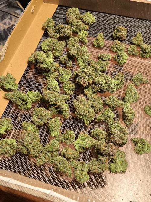 Fast Buds Pound Cake . Week 13