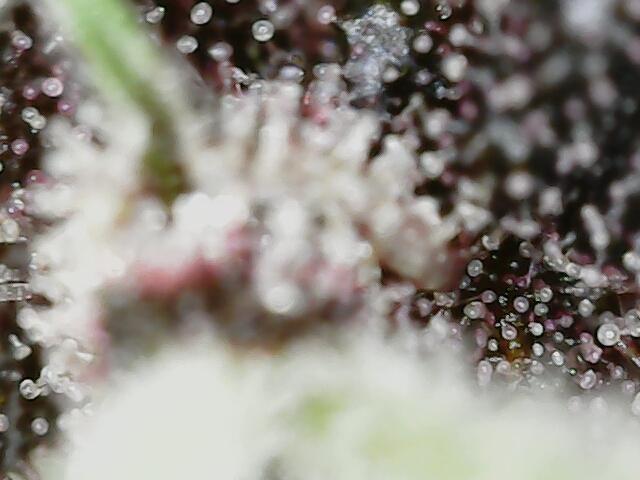 Fast Buds Pound Cake . Week 13