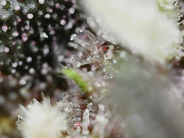 Fast Buds Pound Cake . Week 13