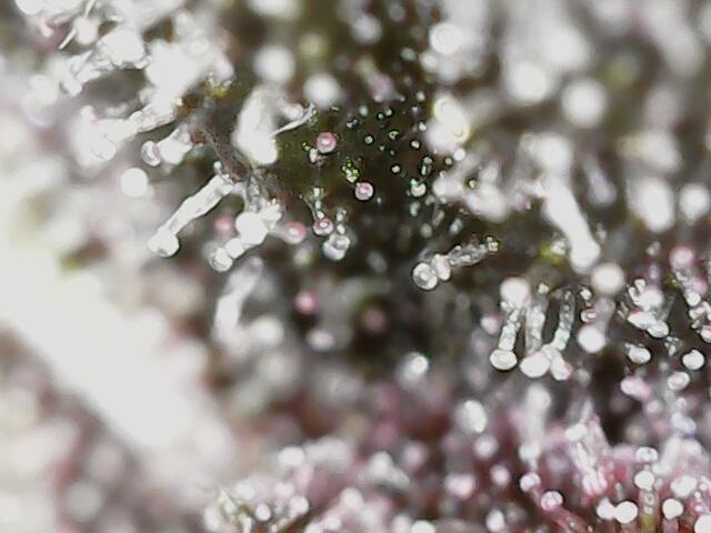 Fast Buds Pound Cake . Week 13