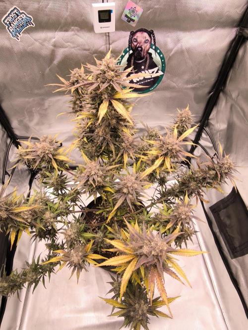 Fast Buds Strawberry Gorilla 🦍. Week 13