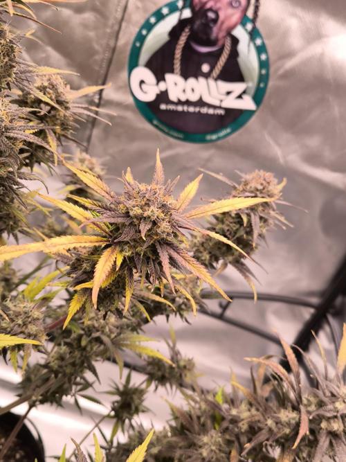 Fast Buds Strawberry Gorilla 🦍. Week 13