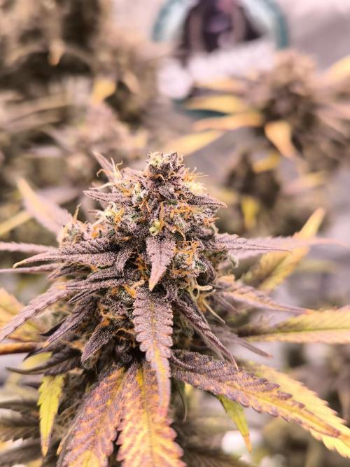 Fast Buds Strawberry Gorilla 🦍. Week 13