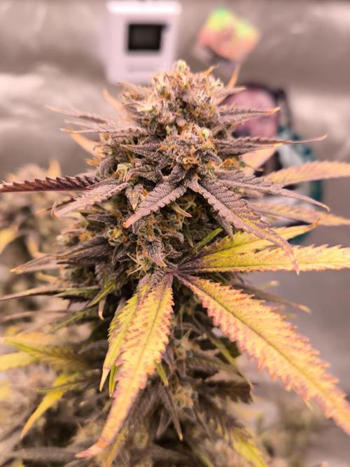 Fast Buds Strawberry Gorilla 🦍. Week 13