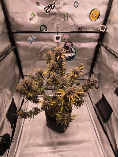 Fast Buds Strawberry Gorilla 🦍. Week 13