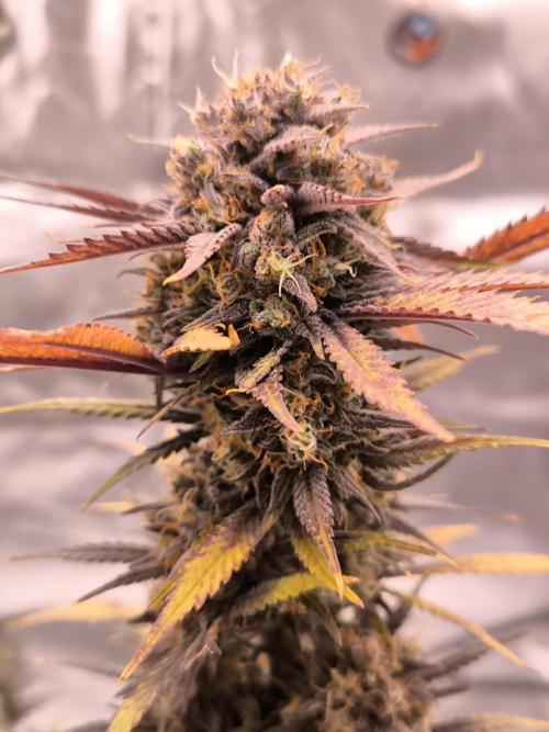 Fast Buds Strawberry Gorilla 🦍. Week 13