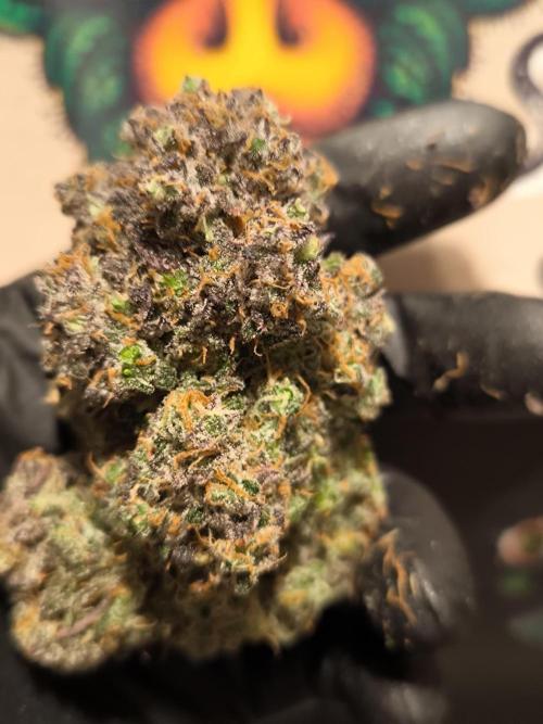 Fast Buds Strawberry Gorilla 🦍. Week 13