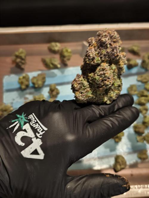 Fast Buds Strawberry Gorilla 🦍. Week 13