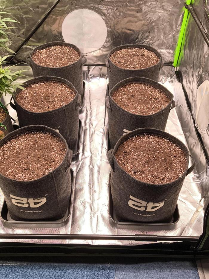 Fast Buds RF3 Grow. Week 0