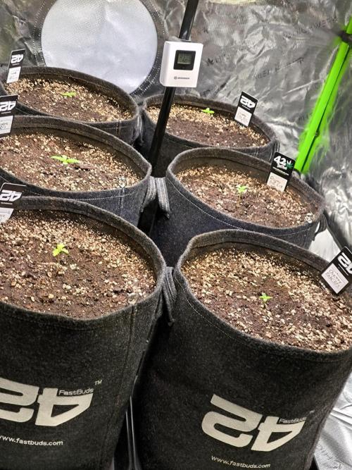 Fast Buds RF3 Grow. Week 1