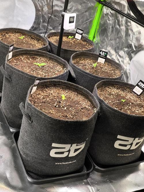 Fast Buds RF3 Grow. Week 1
