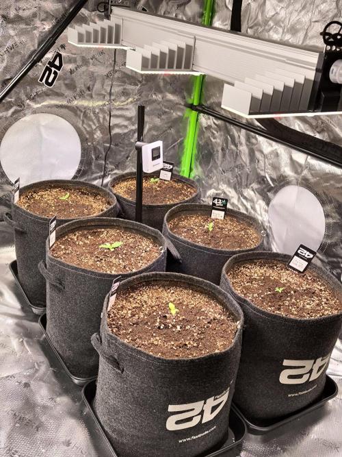 Fast Buds RF3 Grow. Week 1