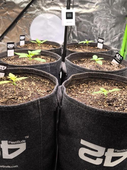 Fast Buds RF3 Grow. Week 2