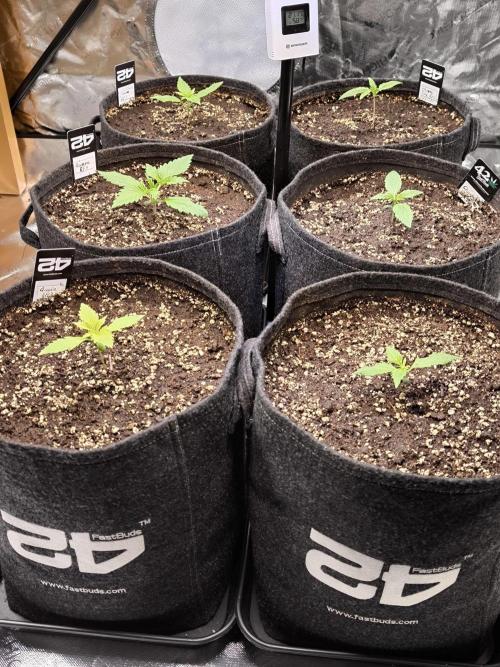 Fast Buds RF3 Grow. Week 2