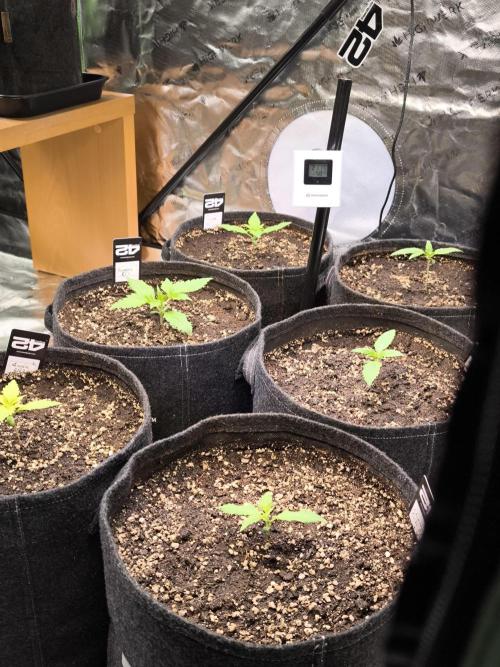 Fast Buds RF3 Grow. Week 2