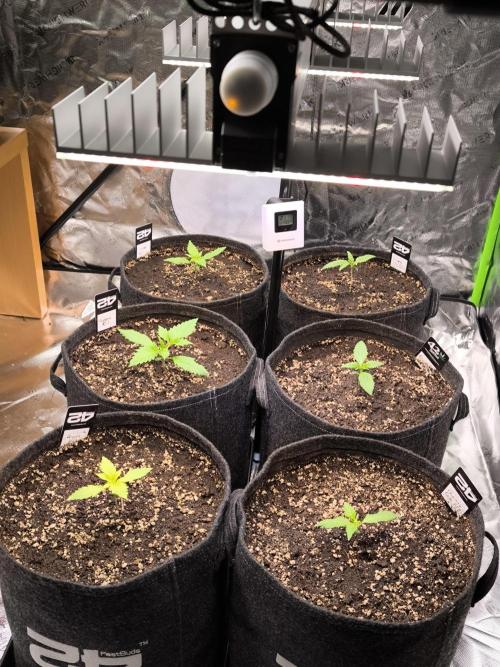 Fast Buds RF3 Grow. Week 2