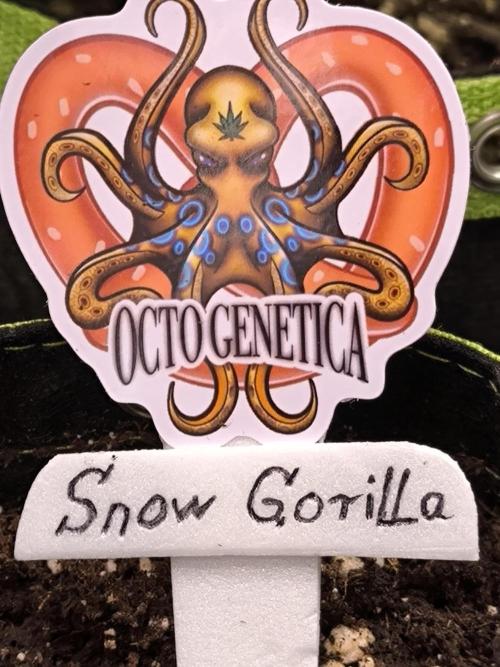 Octo Genetica. Week 0