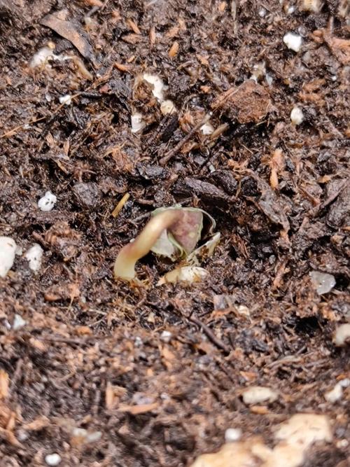 Octo Genetica. Week 0