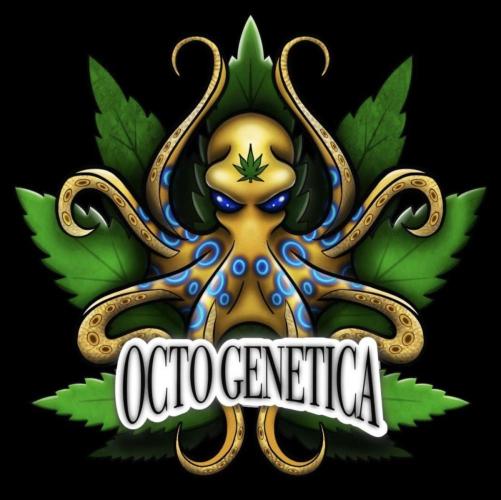 Octo Genetica. Week 0