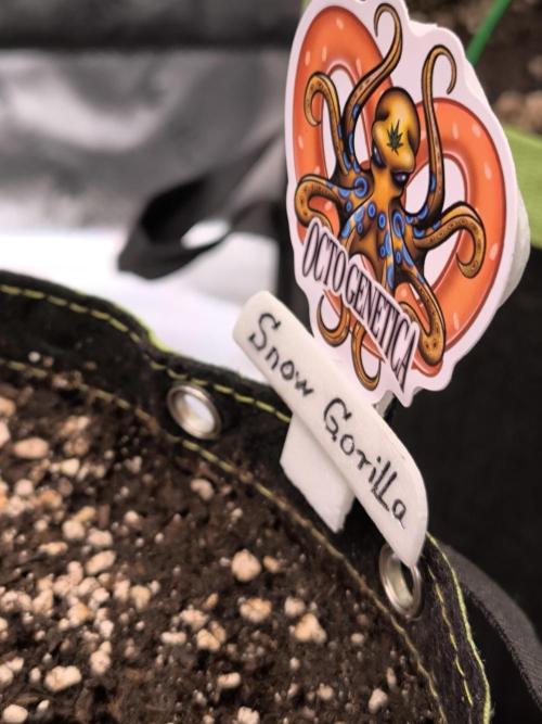 Octo Genetica. Week 1