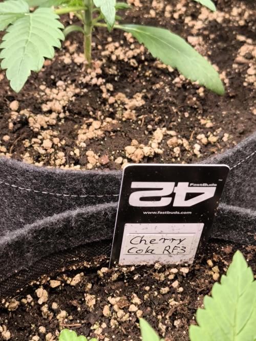 Fast Buds RF3 Grow. Week 3