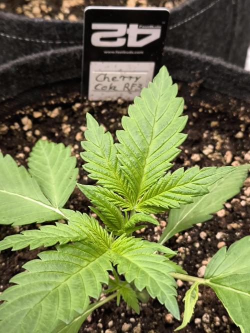 Fast Buds RF3 Grow. Week 3