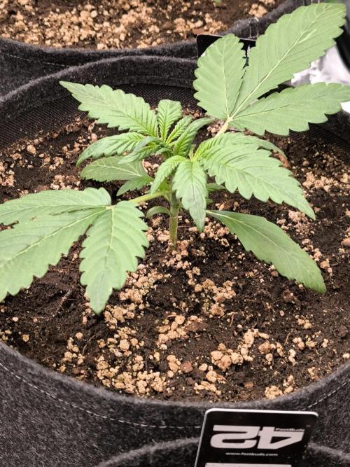 Fast Buds RF3 Grow. Week 3