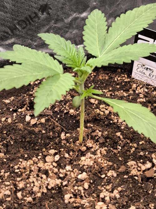 Fast Buds RF3 Grow. Week 3