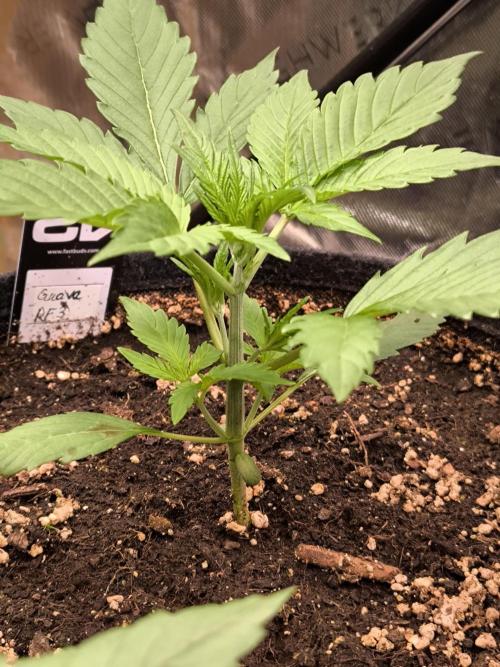 Fast Buds RF3 Grow. Week 3