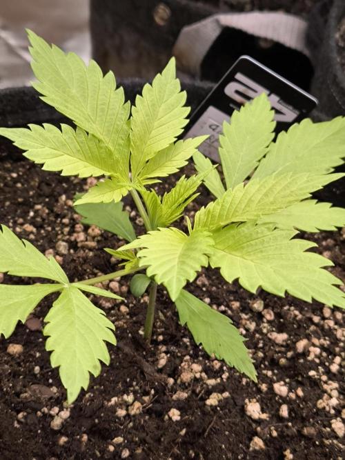 Fast Buds RF3 Grow. Week 3