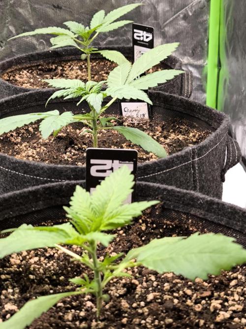 Fast Buds RF3 Grow. Week 3