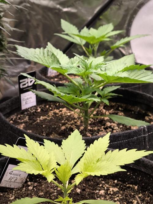 Fast Buds RF3 Grow. Week 3